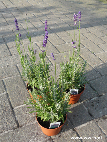 Lavandula angustifolia